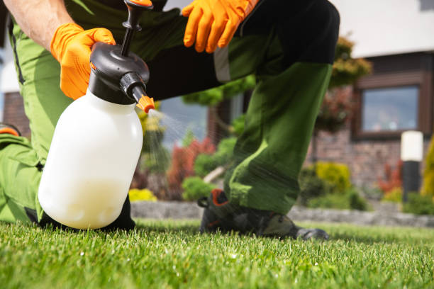 Best Local Pest Control Services  in Capitol View, SC