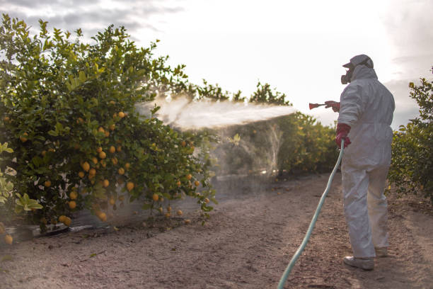 Best Best Pest Control Companies  in Capitol View, SC