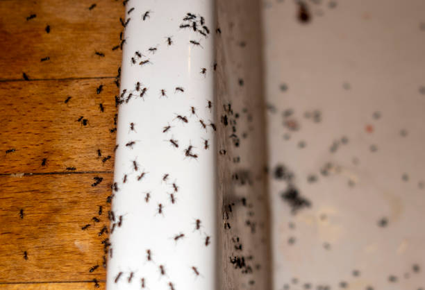 Pest Control for Restaurants in Capitol View, SC