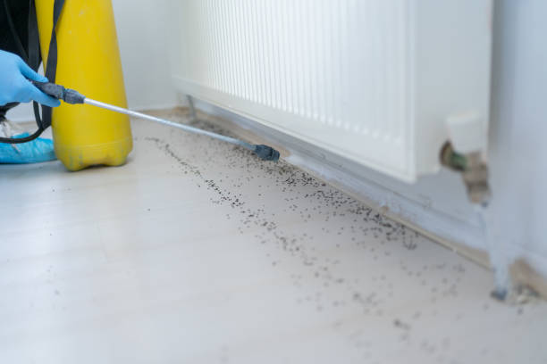 Best Spider Control Near Me  in Capitol View, SC